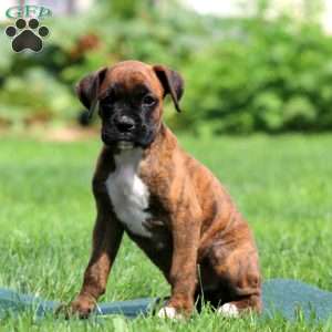 April, Boxer Puppy