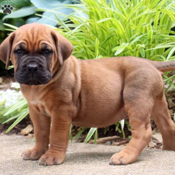 Archer, Cane Corso Puppy