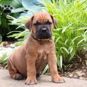 Archer, Cane Corso Puppy