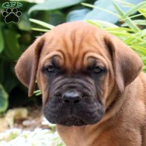Archer, Cane Corso Puppy