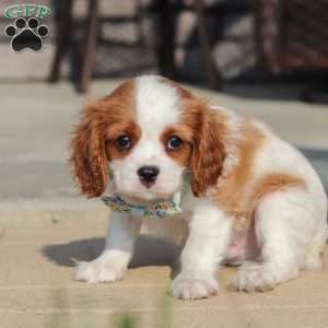 Archie, Cavalier King Charles Spaniel Puppy