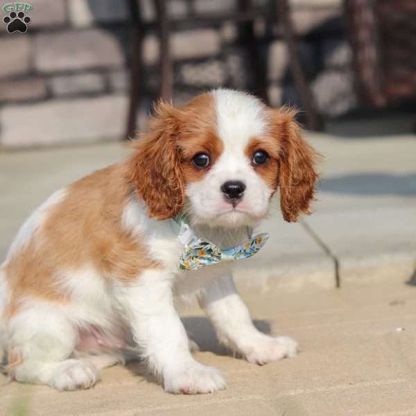 Archie, Cavalier King Charles Spaniel Puppy