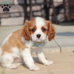 Archie, Cavalier King Charles Spaniel Puppy