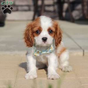 Archie, Cavalier King Charles Spaniel Puppy