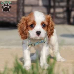 Archie, Cavalier King Charles Spaniel Puppy