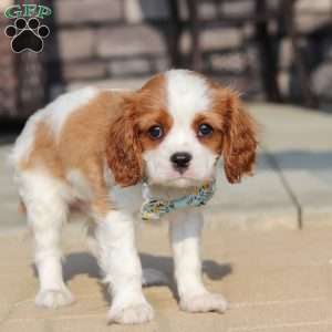 Archie, Cavalier King Charles Spaniel Puppy