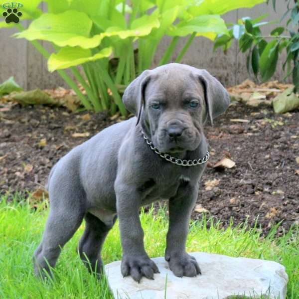 Archie, Cane Corso Puppy