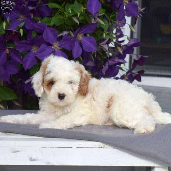 Archie, Cavapoo Puppy