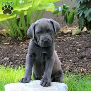 Archie, Cane Corso Puppy