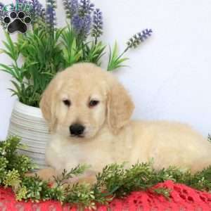 Archie, Goldendoodle Puppy