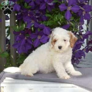 Archie, Cavapoo Puppy