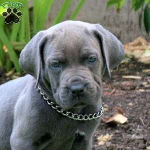 Archie, Cane Corso Puppy
