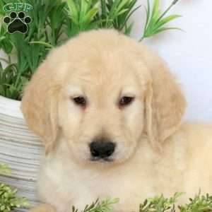 Archie, Goldendoodle Puppy