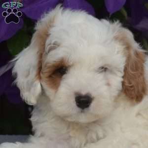 Archie, Cavapoo Puppy