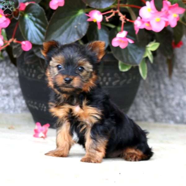 Archie, Yorkie Puppy