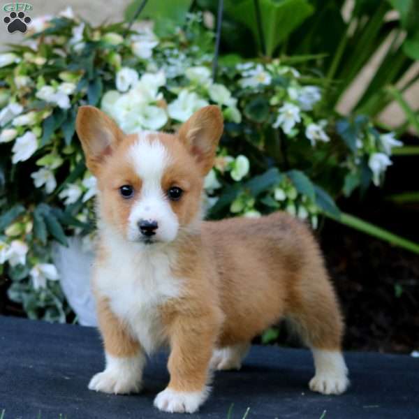Archie, Pembroke Welsh Corgi Puppy