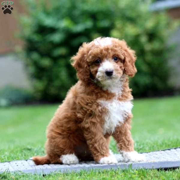 Archie, Miniature Poodle Puppy