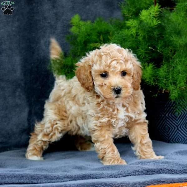 Archie, Bich-Poo Puppy