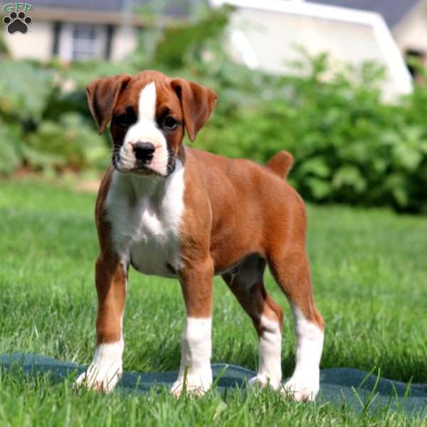 Archie, Boxer Puppy
