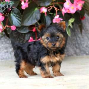 Archie, Yorkie Puppy
