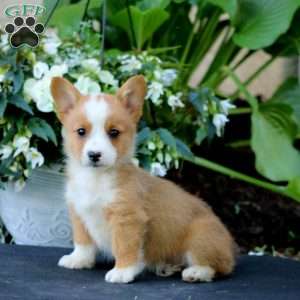 Archie, Pembroke Welsh Corgi Puppy