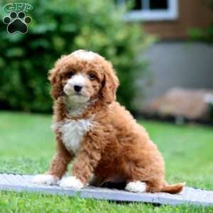 Archie, Miniature Poodle Puppy