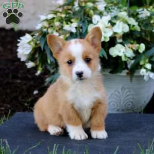 Archie, Pembroke Welsh Corgi Puppy