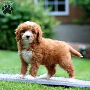 Archie, Miniature Poodle Puppy