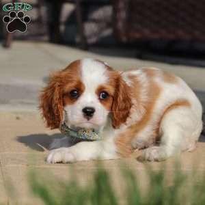 Archie, Cavalier King Charles Spaniel Puppy