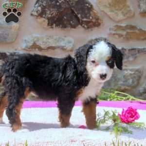 Aria, Mini Bernedoodle Puppy