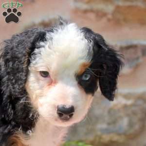 Aria, Mini Bernedoodle Puppy