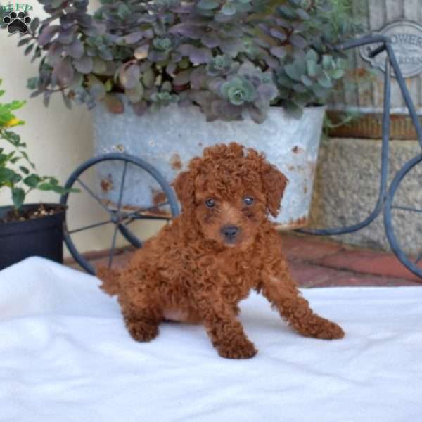 Ariel, Miniature Poodle Puppy