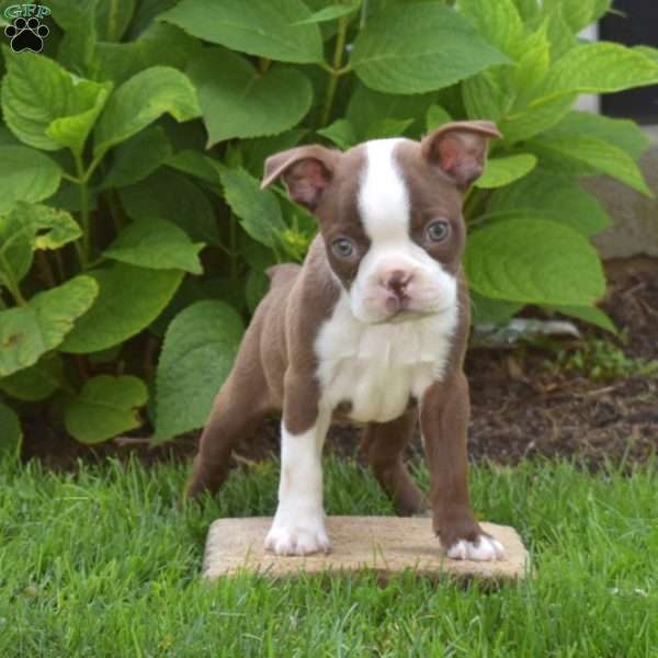 Ariel, Boston Terrier Puppy