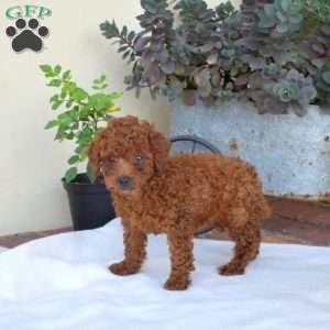 Ariel, Miniature Poodle Puppy