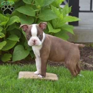 Ariel, Boston Terrier Puppy
