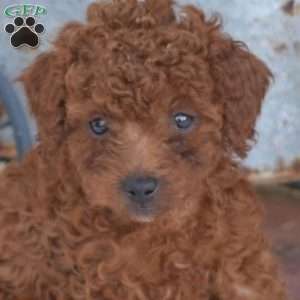 Ariel, Miniature Poodle Puppy