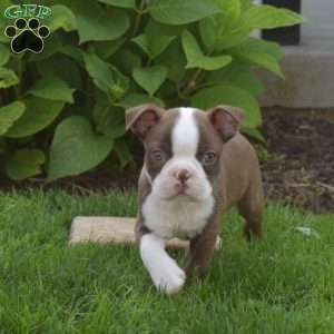 Ariel, Boston Terrier Puppy