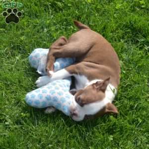 Ariel, Boston Terrier Puppy