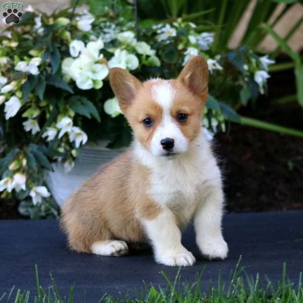 Arnie, Pembroke Welsh Corgi Puppy