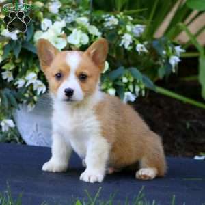 Arnie, Pembroke Welsh Corgi Puppy