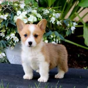 Arnie, Pembroke Welsh Corgi Puppy