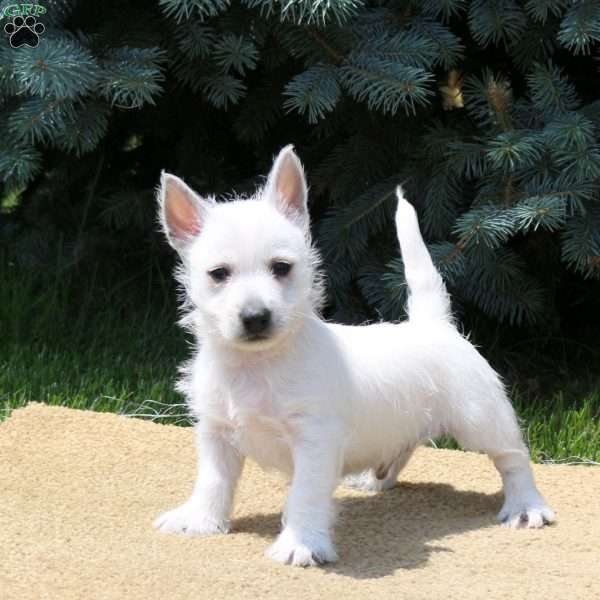 Arnold, West Highland Terrier Puppy