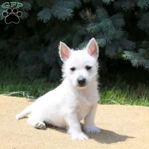 Arnold, West Highland Terrier Puppy