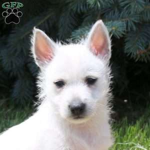Arnold, West Highland Terrier Puppy