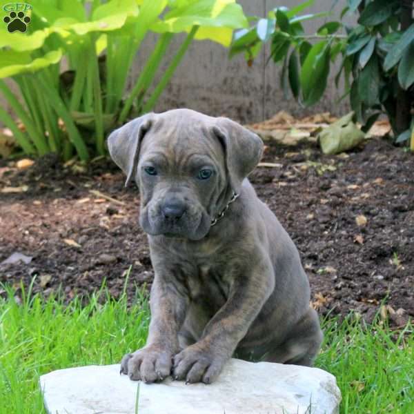 Arrow, Cane Corso Puppy