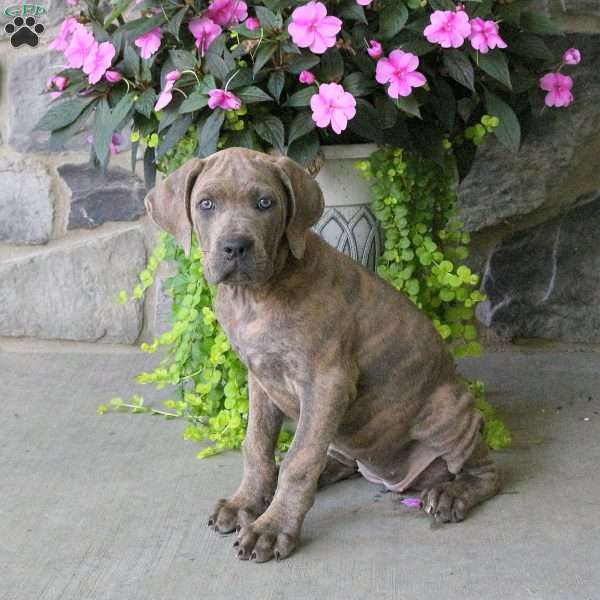 Arrow, Cane Corso Puppy
