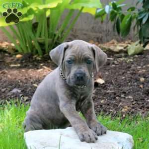 Arrow, Cane Corso Puppy