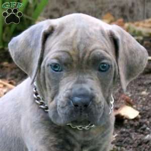 Arrow, Cane Corso Puppy