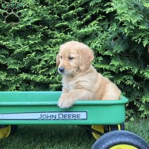 Art, Golden Retriever Puppy