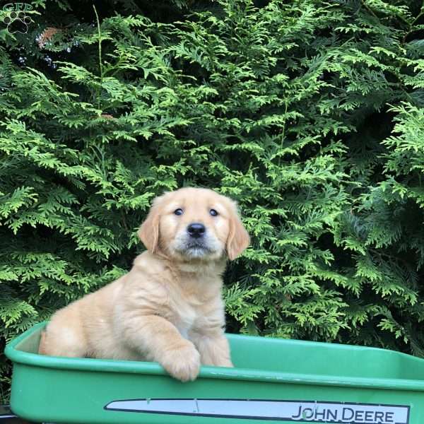 Art, Golden Retriever Puppy